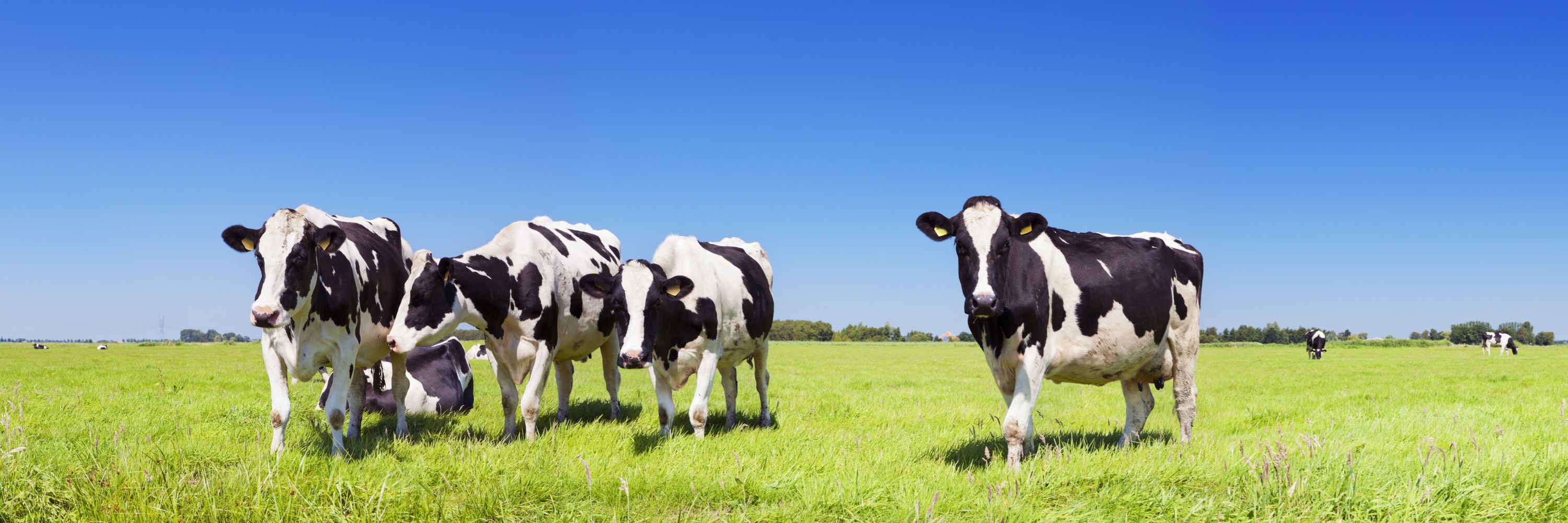 Cows, Corn and Ice Cream? PCDC Participates in Dairy Recruitment Efforts Photo