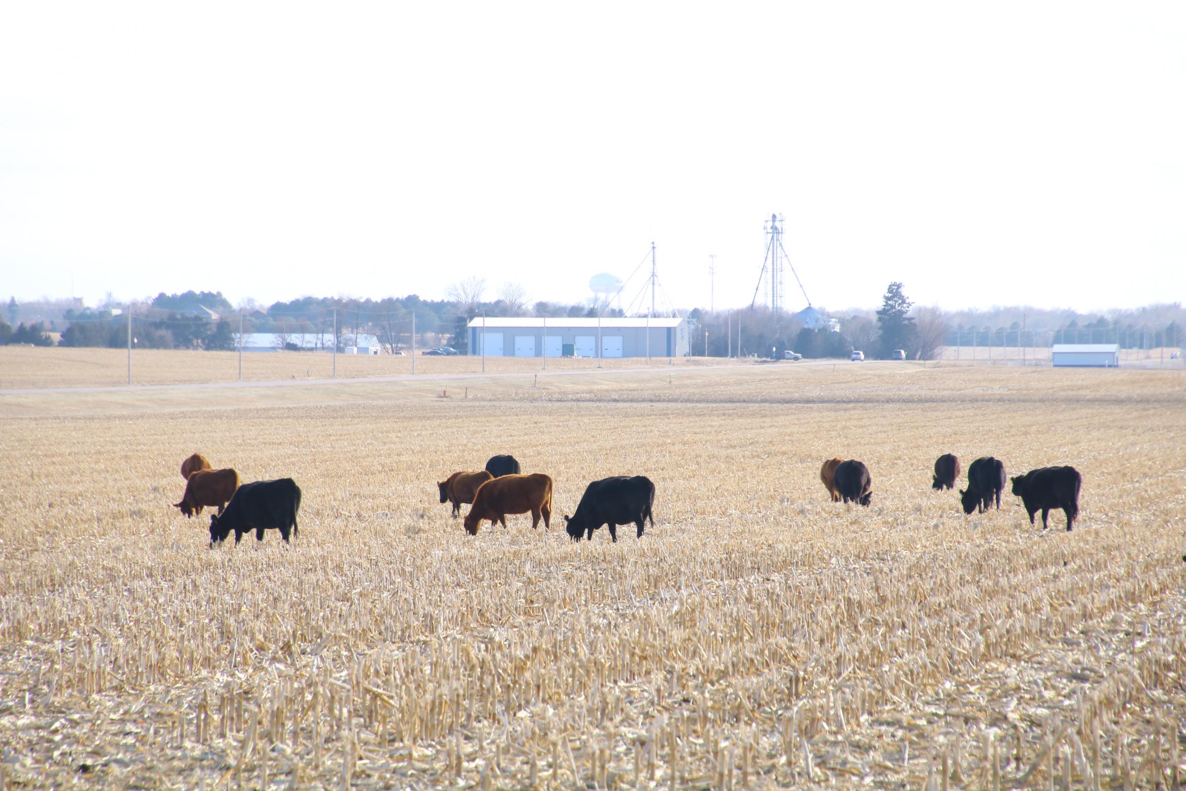 Ag Survey Shows Interest in New Beef Opportunities Main Photo