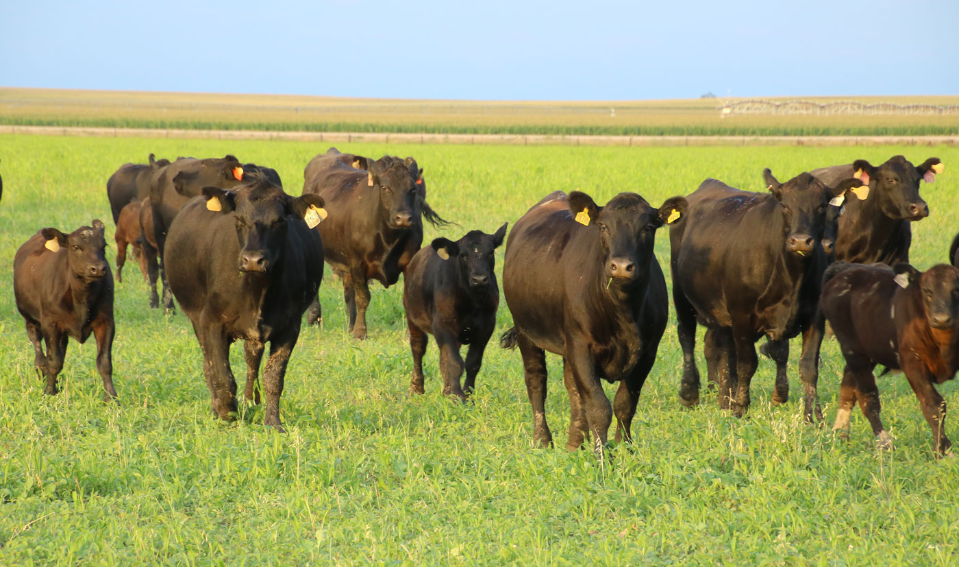 herd of black cattle
